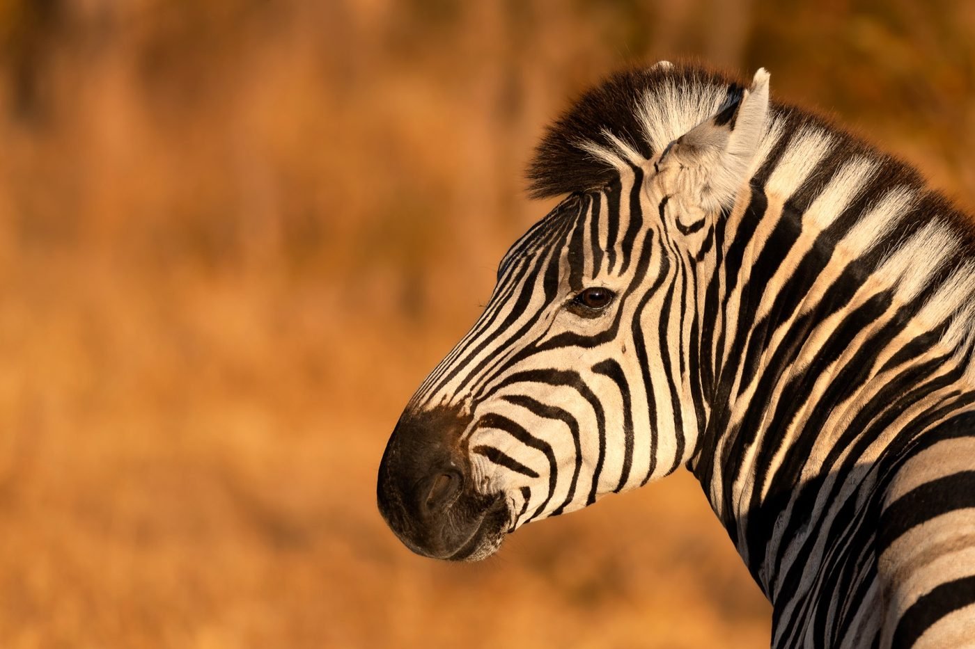 Camp Makgadikgadi — zebra at golden hour