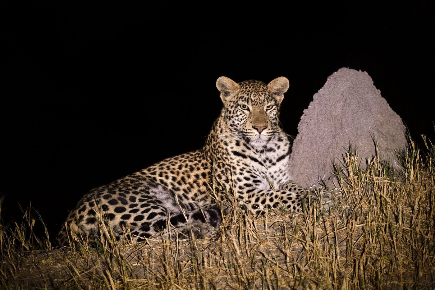 Leopard at night — Untamed Camp Linyanti