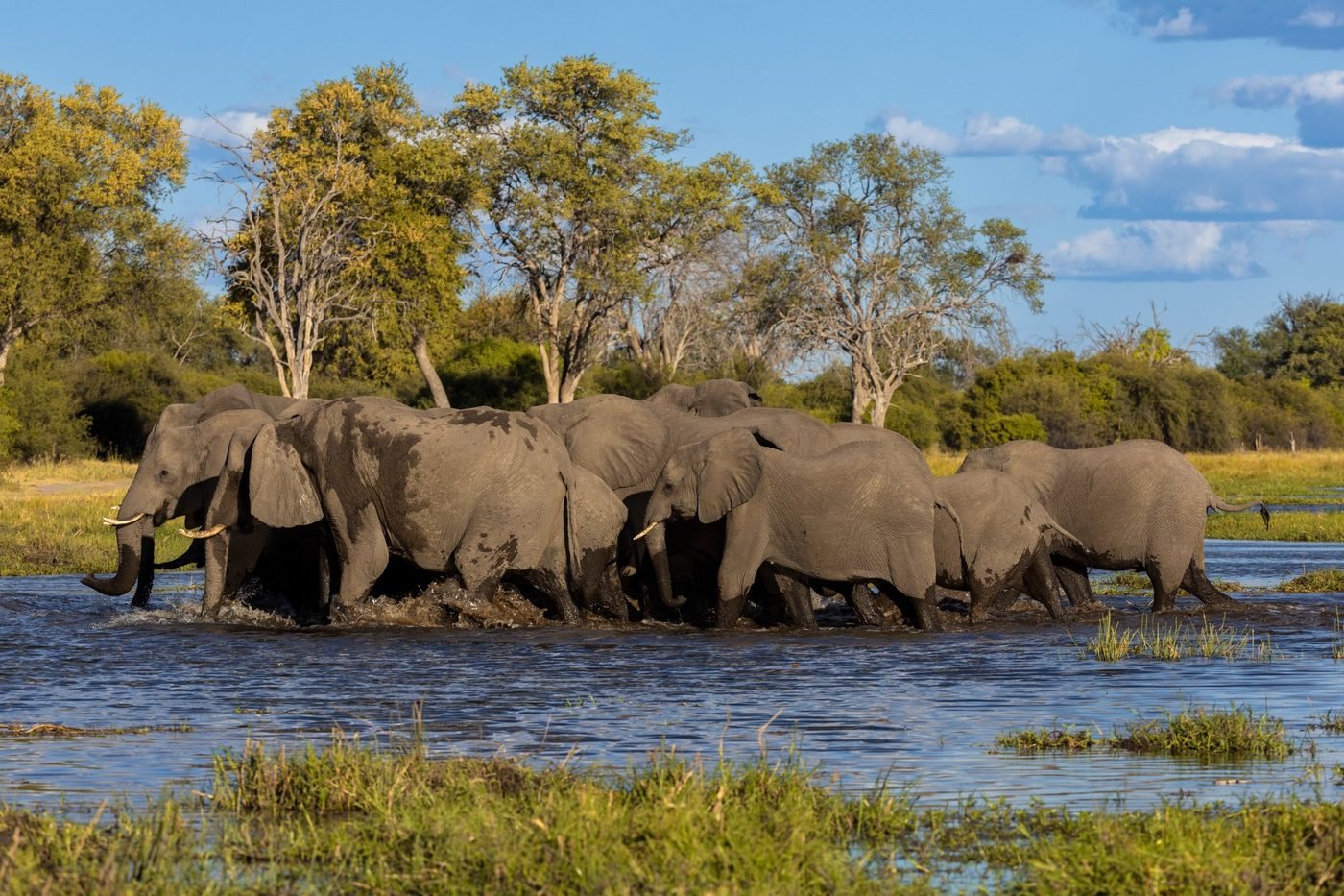 Elephants crossing the river — Camp Chobe