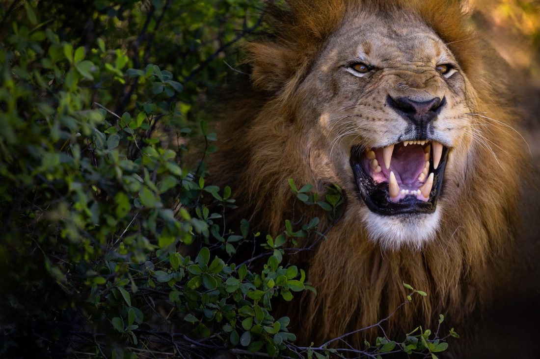 Male lion — Khwai Community Concession