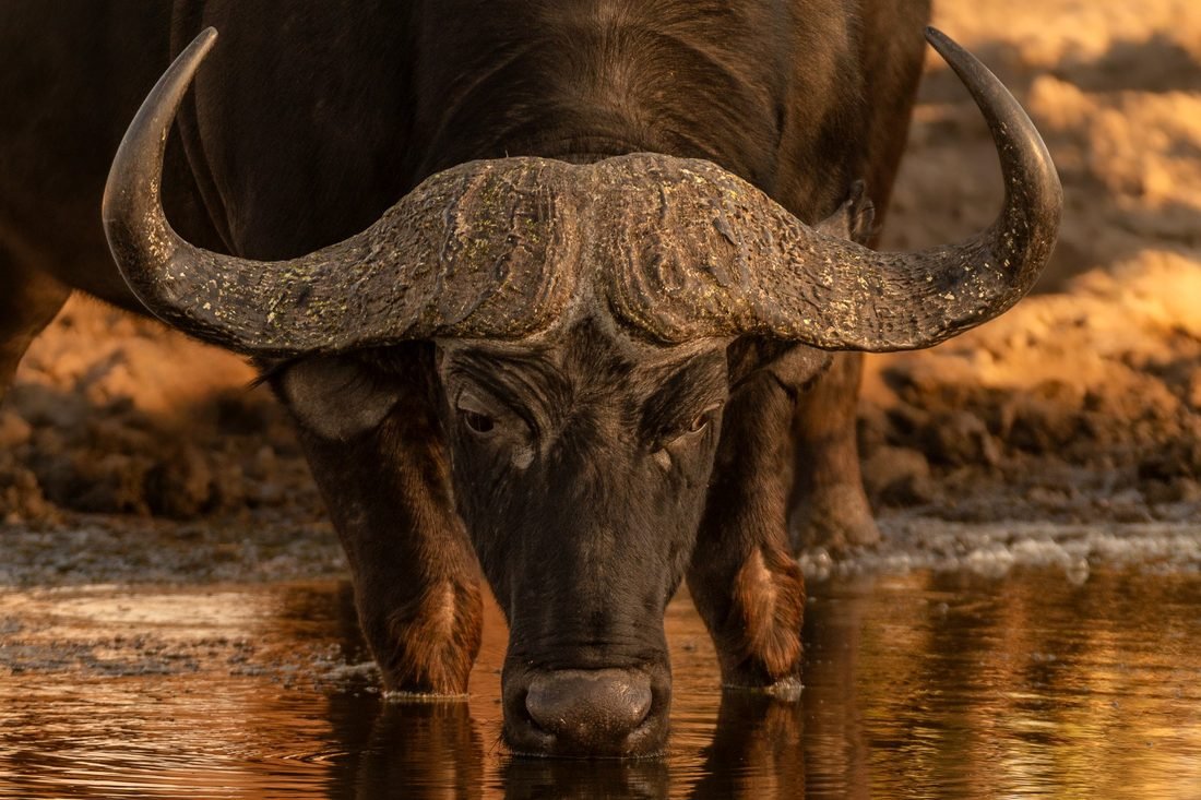 African buffalo — Okavango