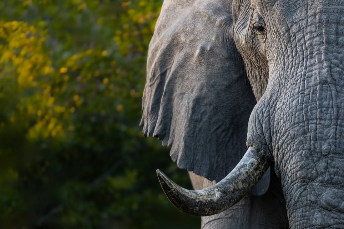 Elephant bull — Okavango Delta
