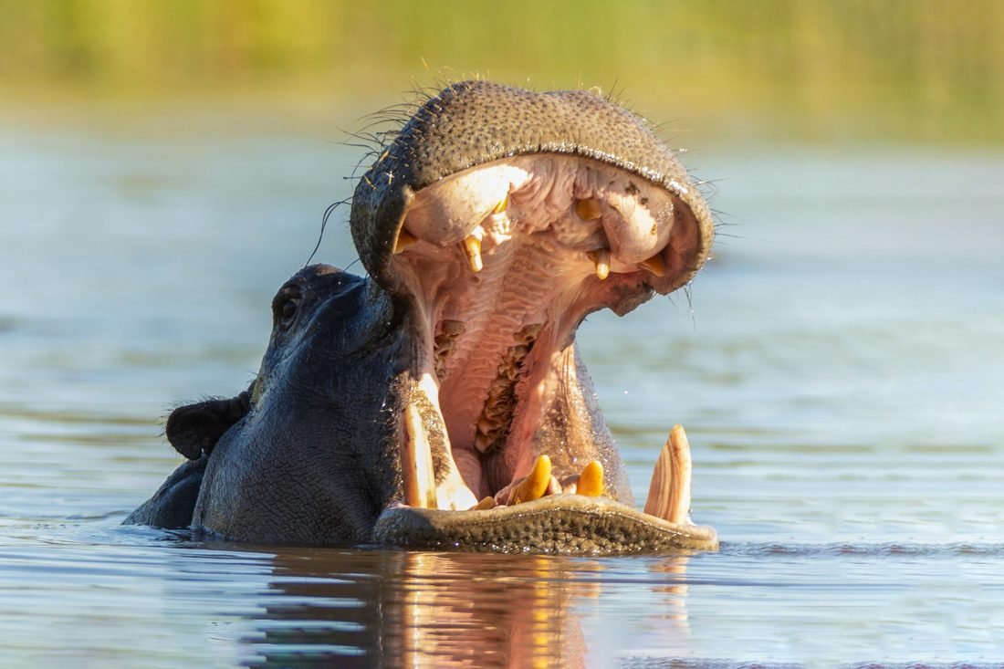 Hippo yawning — Khwai River