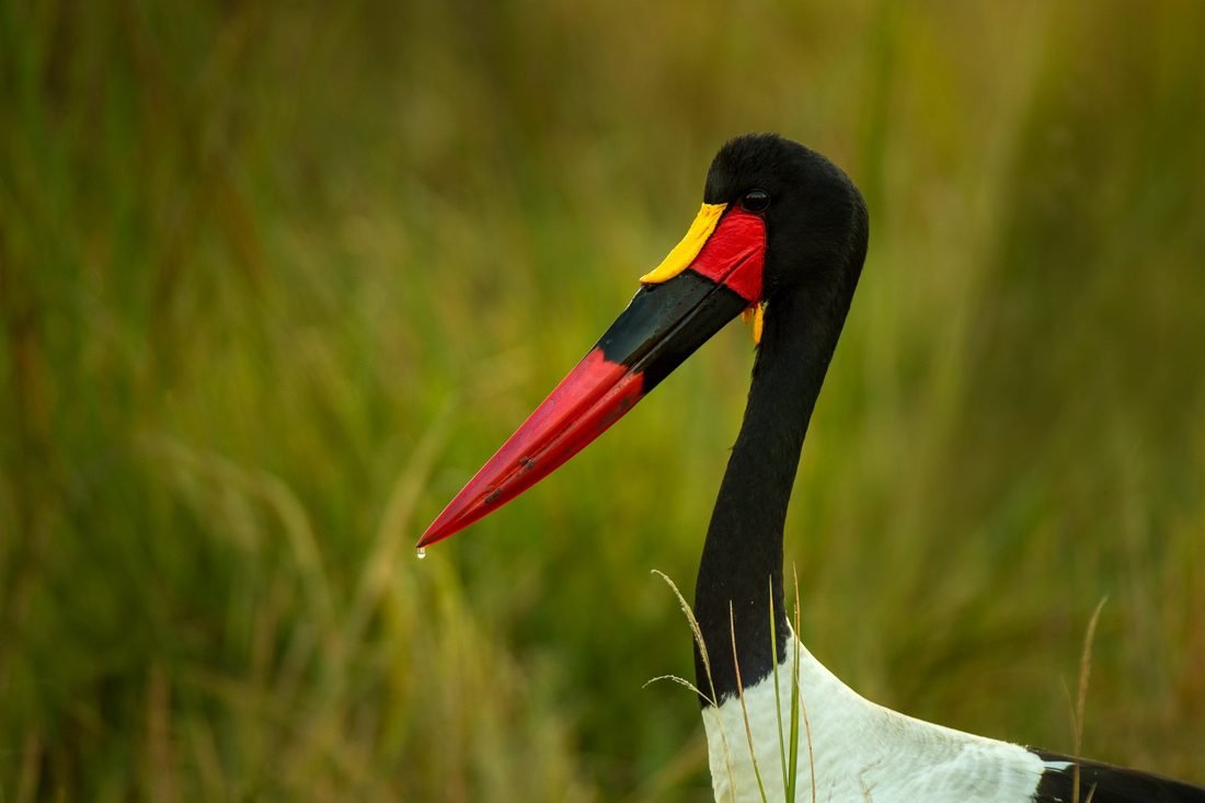 Saddle-billed stork — Okavango Delta