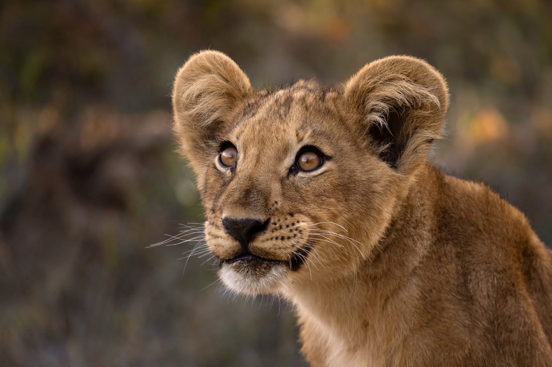 Lion cub — Khwai Community Concession