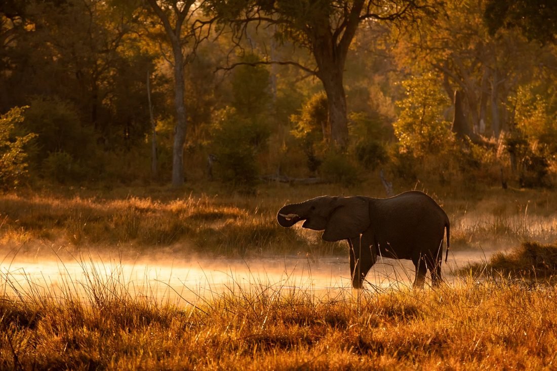 Elephant at dawn — Okavango Delta