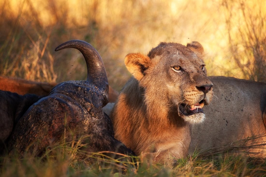 Lion on kill — Khwai