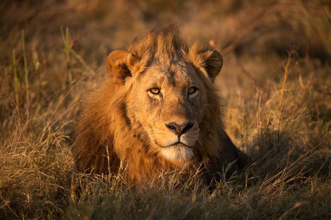 Male lion resting — Camp Khwai