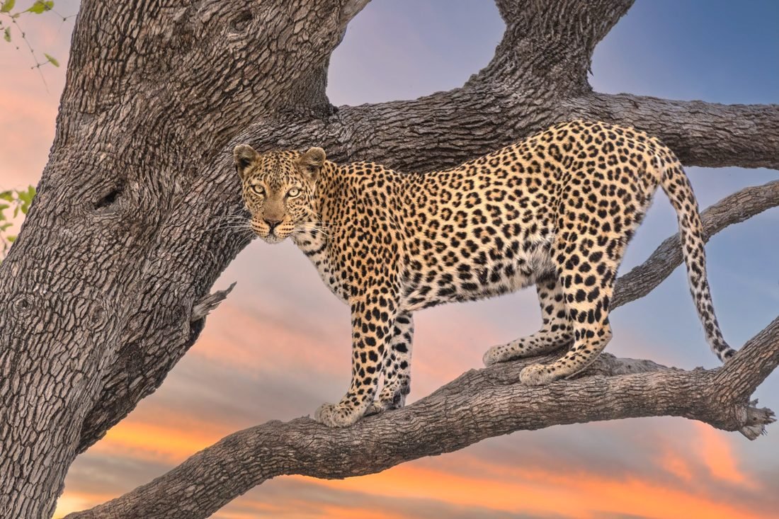 Leopard in tree at sunset