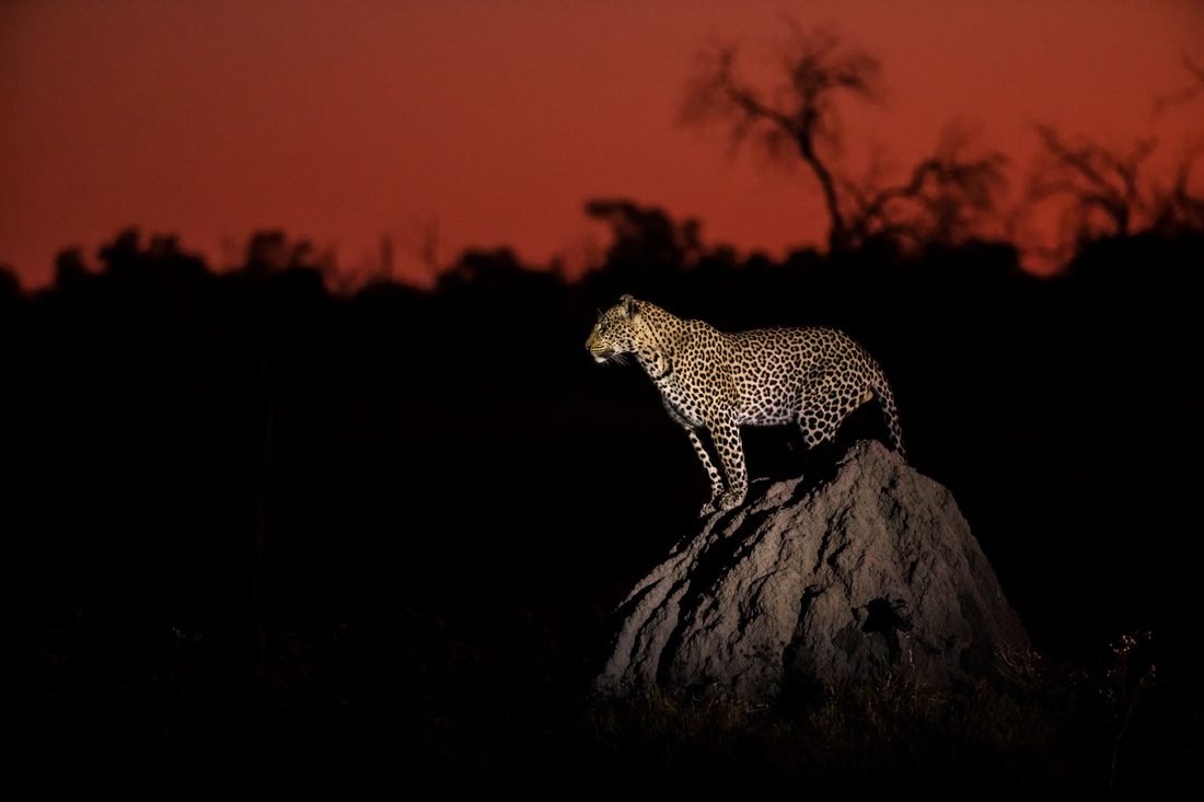 Leopard on termite mound — night drive