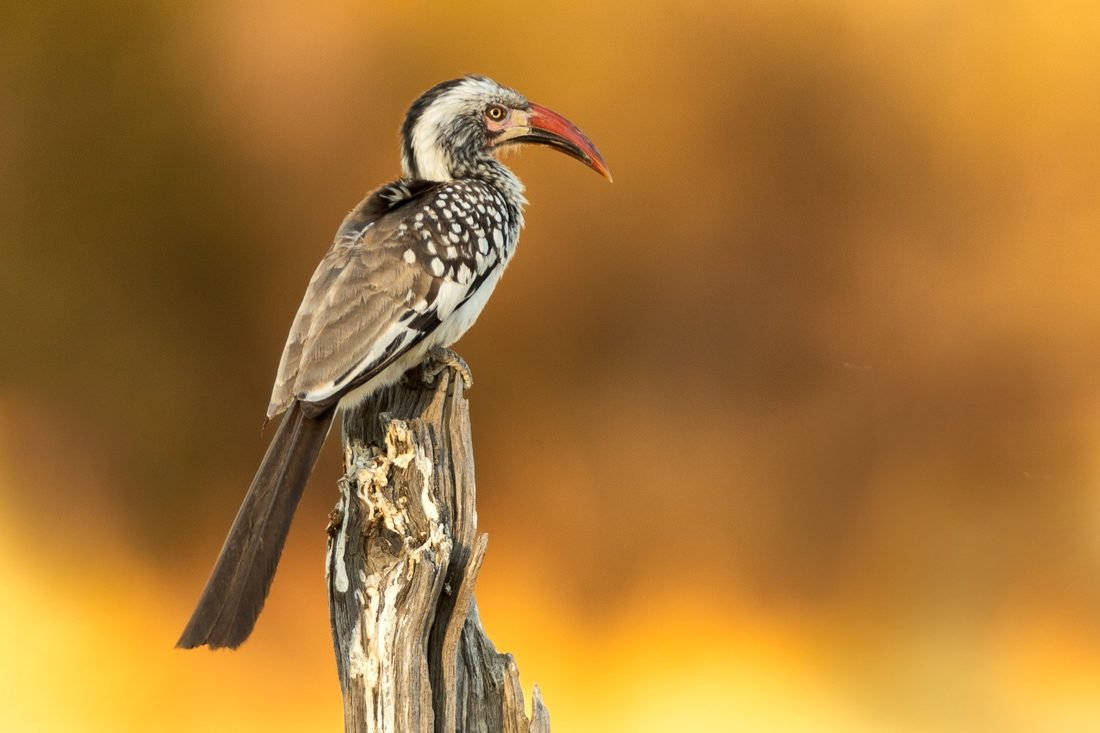 Red-billed hornbill — Botswana