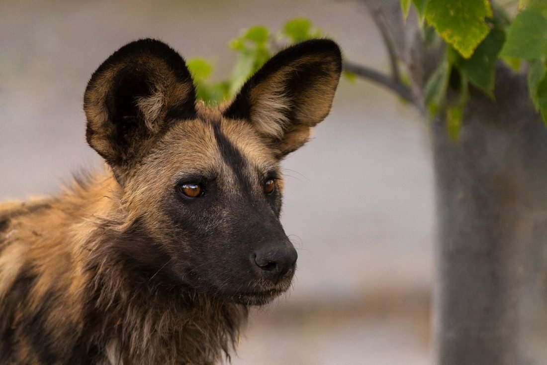African wild dog — Khwai Community Concession